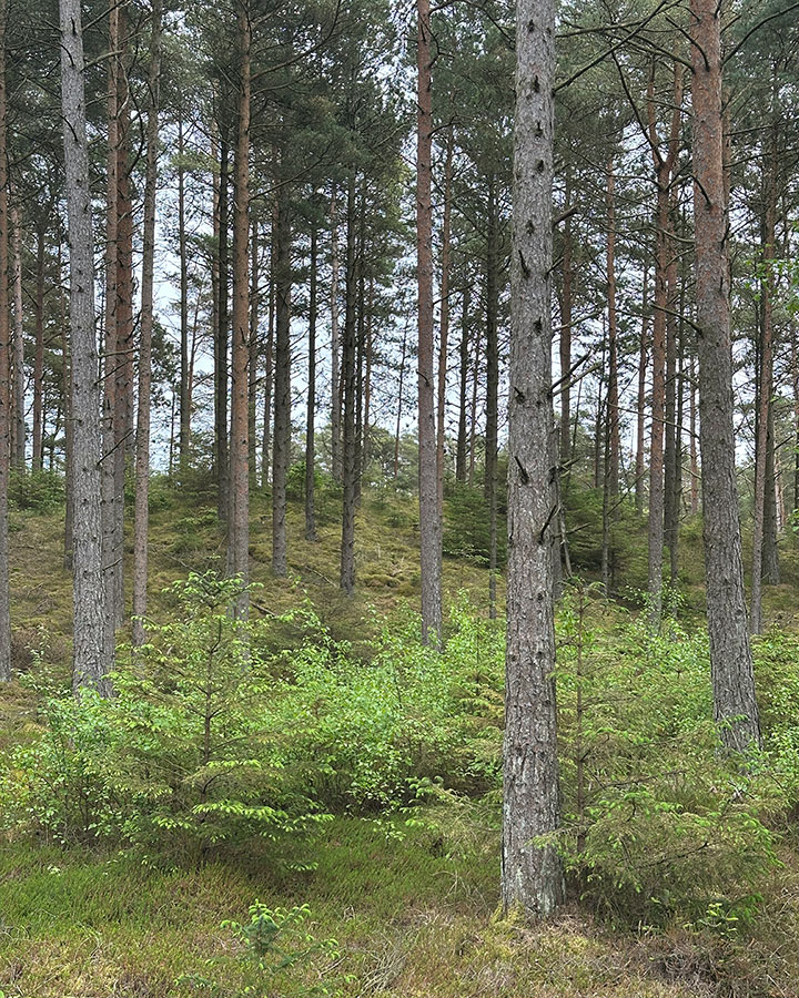 Nicolai Bo Andersen Arkitekt